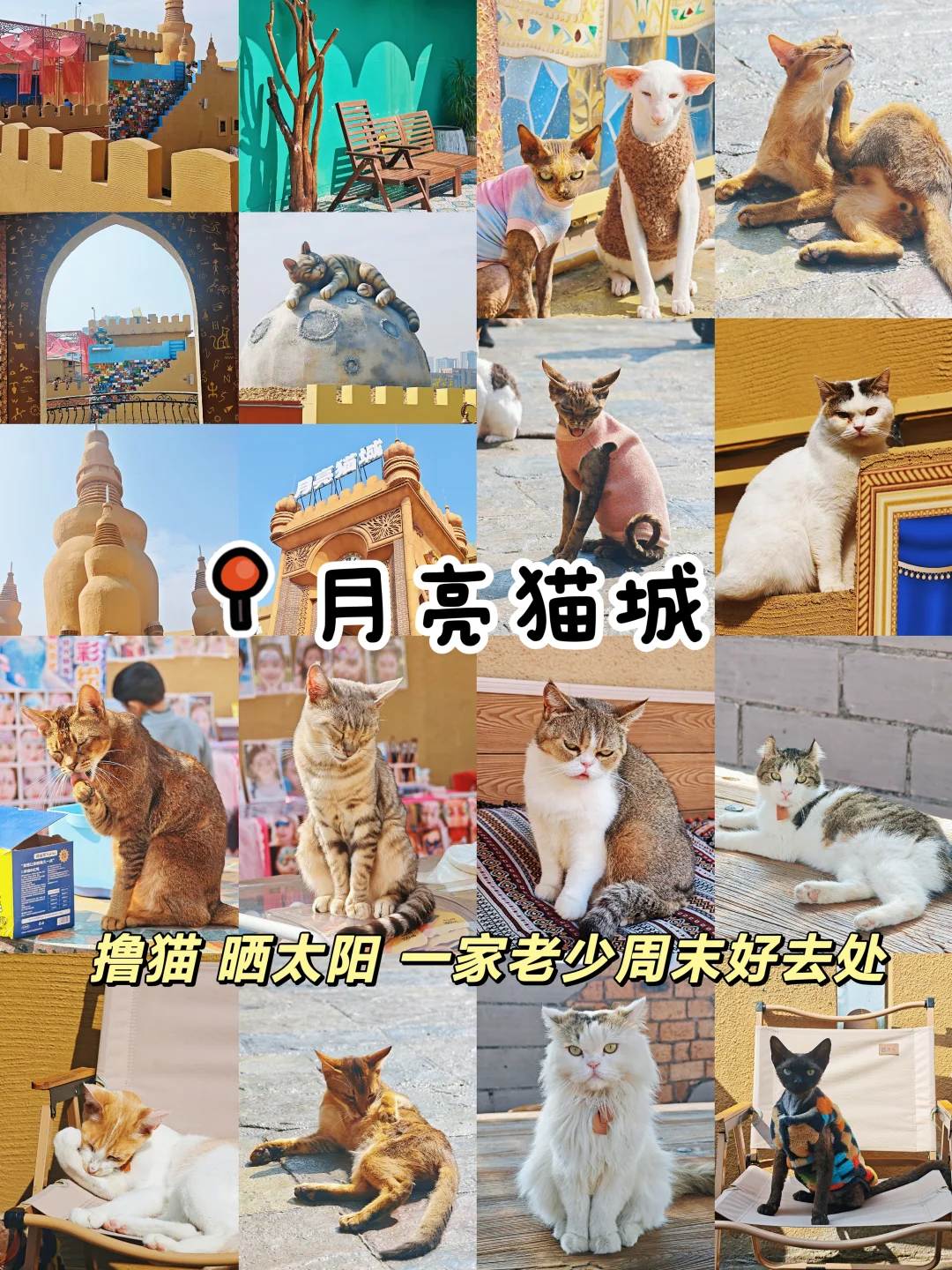广州新晋撸猫好去处！月亮猫城！免门票！！
