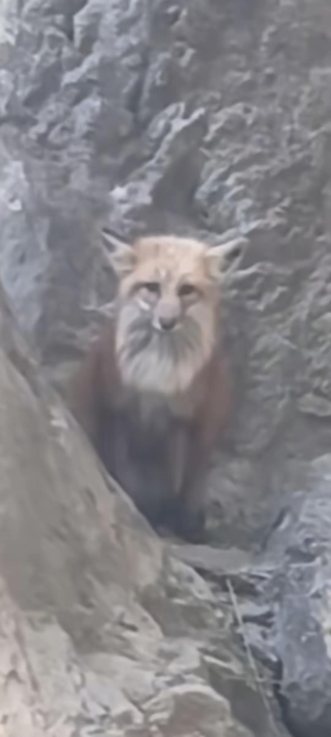 长白山惊现“人脸灵狐”！
 
刷到长白山那只人脸狐狸，我鸡皮疙瘩直接炸满全身！