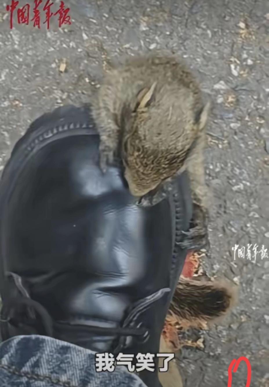 赴考路上被松鼠“碰瓷”，真正的善良从不是强行收留
 
四川女孩赶往考场时，被一只