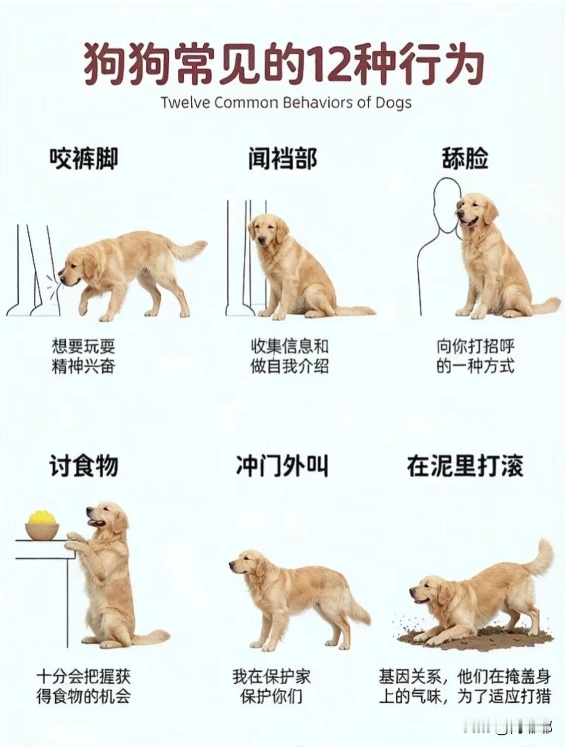 狗狗常见的12种行为。[祈祷]不养狗的人士也可以学习一下，毕竟艺多不压身嘛。
