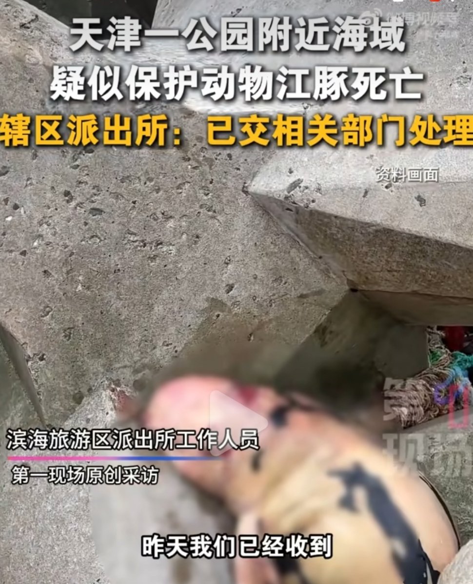 天津一海域疑似有江豚死亡刷到天津海域江豚疑似死亡的视频，看着它失去生气的模样，实