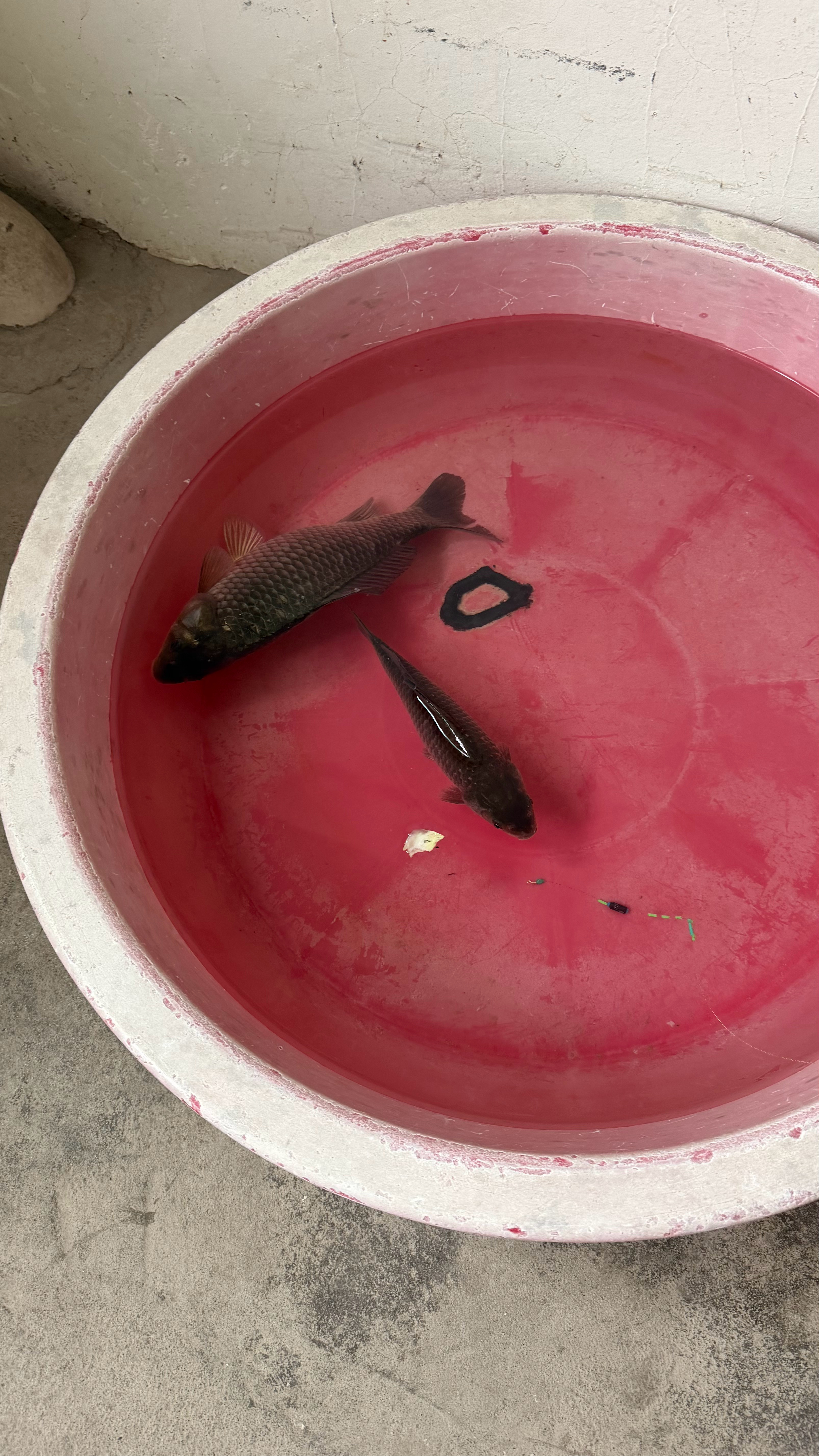 鱼不咬口怎么办