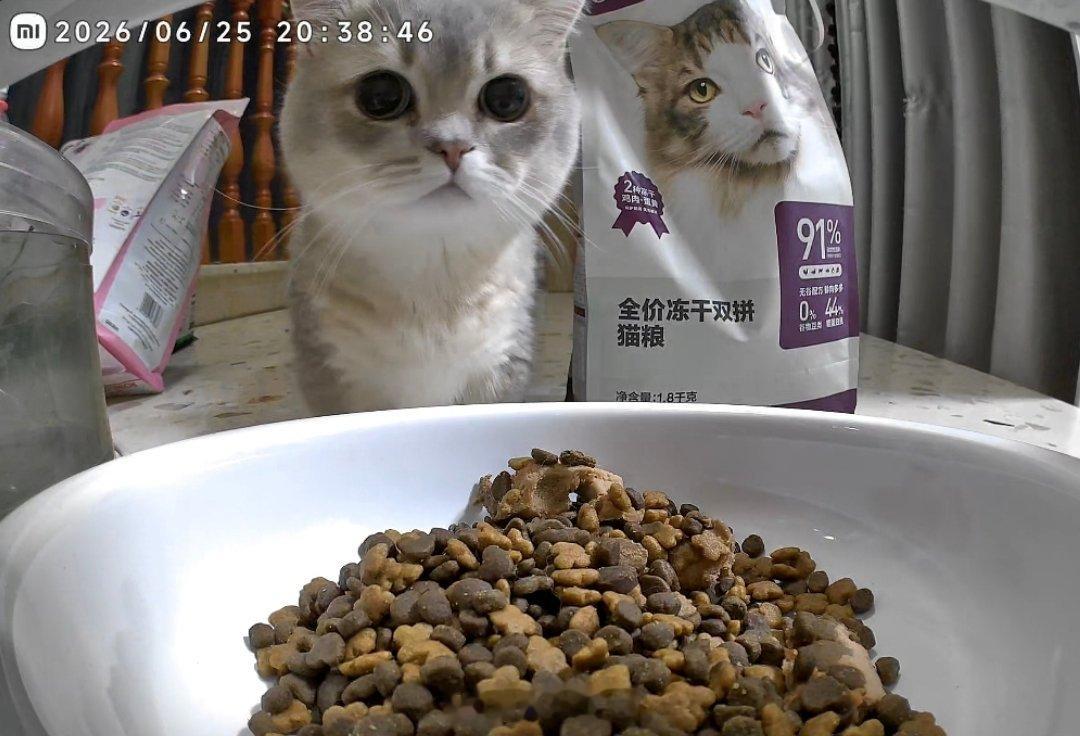 人你好🤝这是我粑粑新给我买的喂食器以后要好好监督我吃饭哦^_^ 