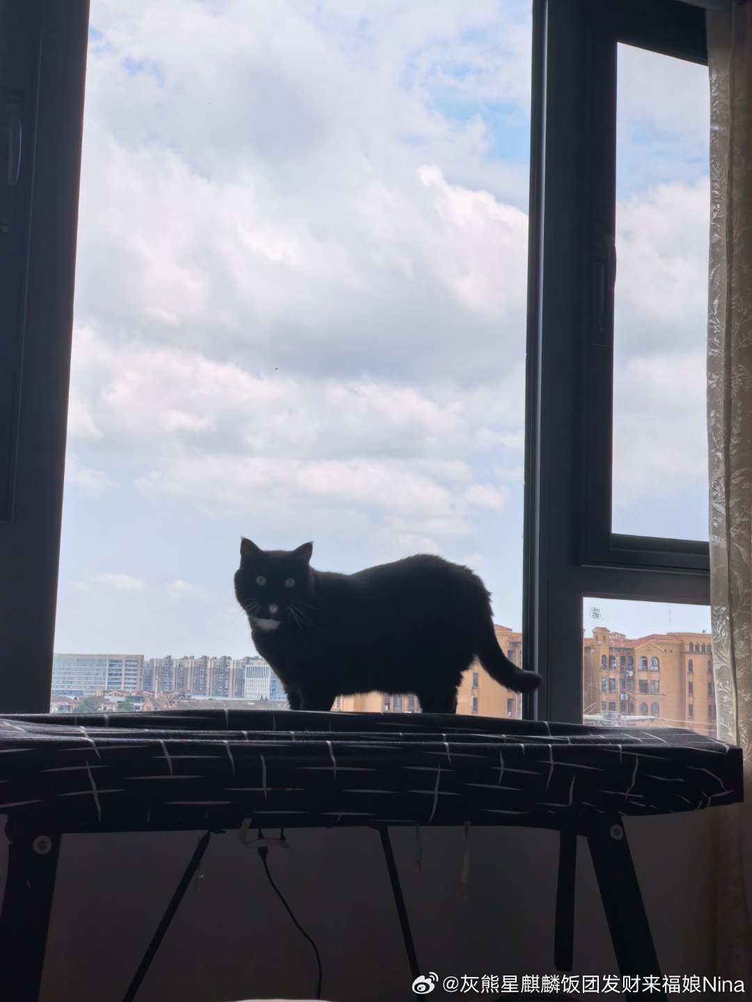 美美的天 还有一只可爱修猫咪妮娜一家妮娜家的发财啊萌宠的日常
