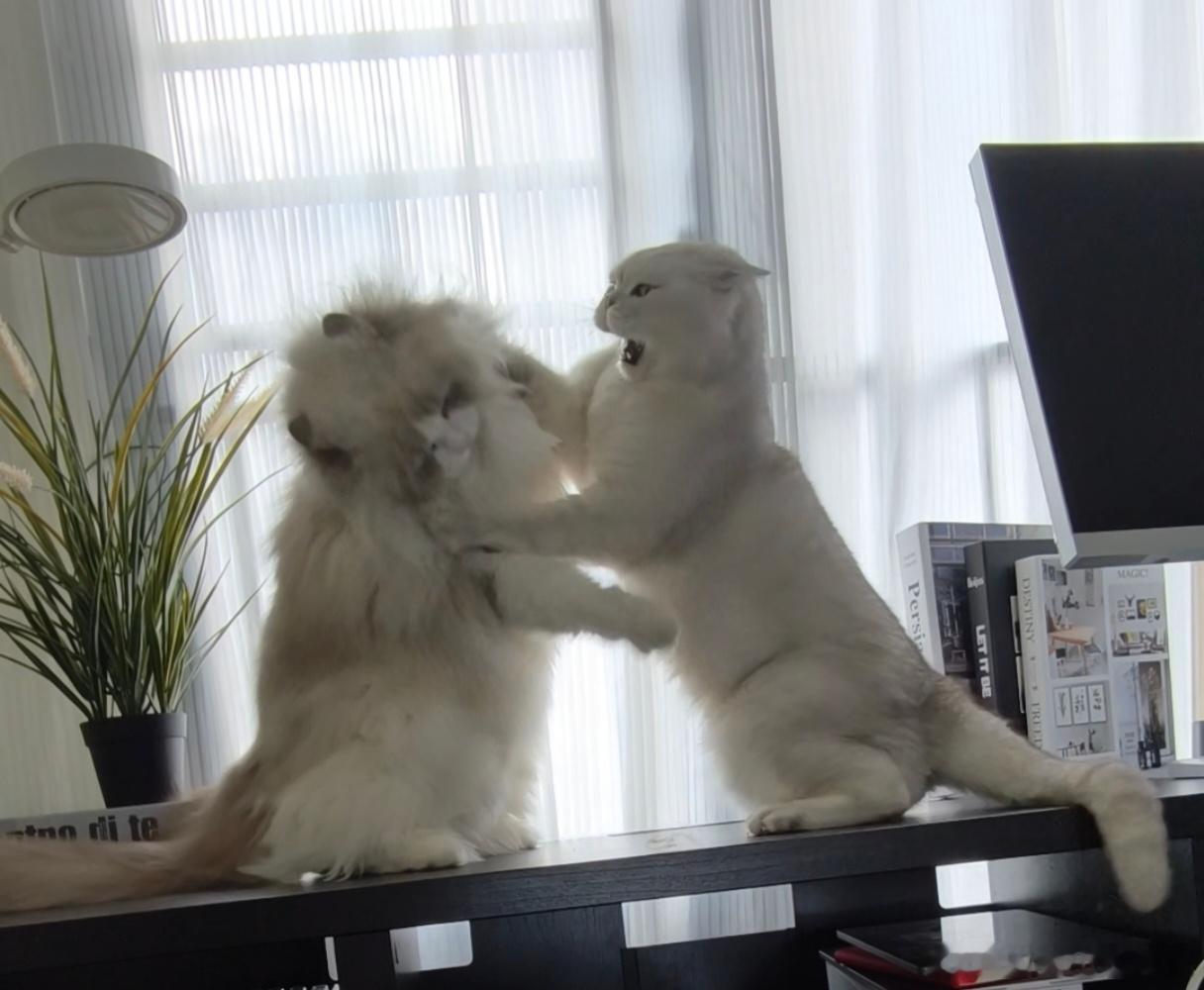 怎么劝？在线等挺急的… 