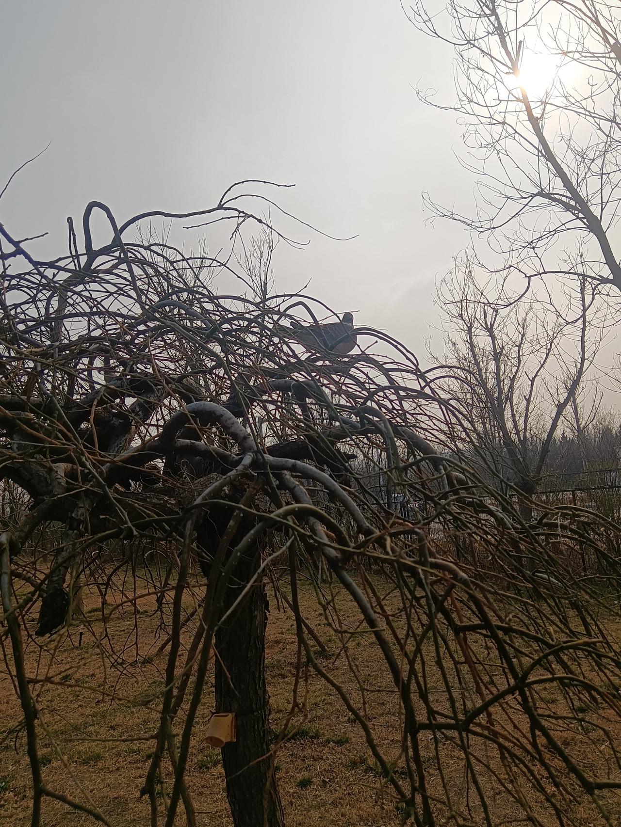 罪过，罪过，刚才抓了两个鸟蛋，野鸽子在这里孵蛋呢，
又放回去了，
罪过，罪过