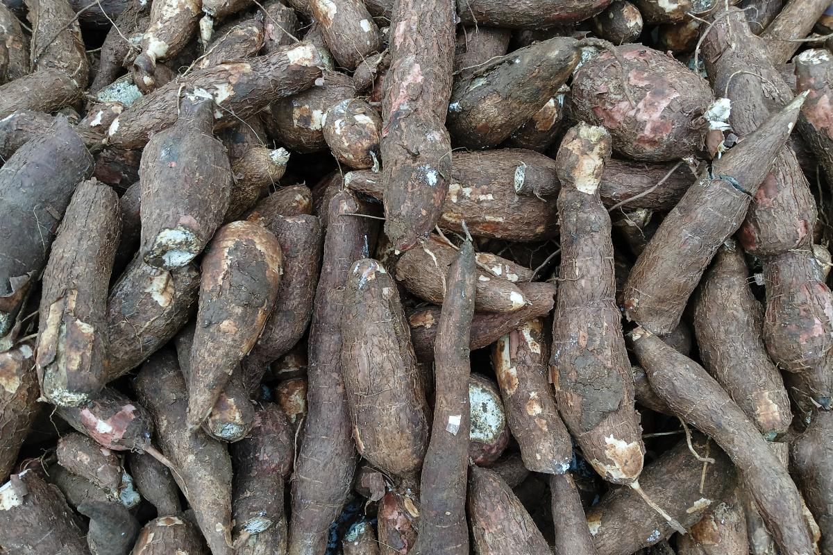 150克就能致命，但却被当成“粮食”来食用，如今还在大量种植?

很多人吃了多年