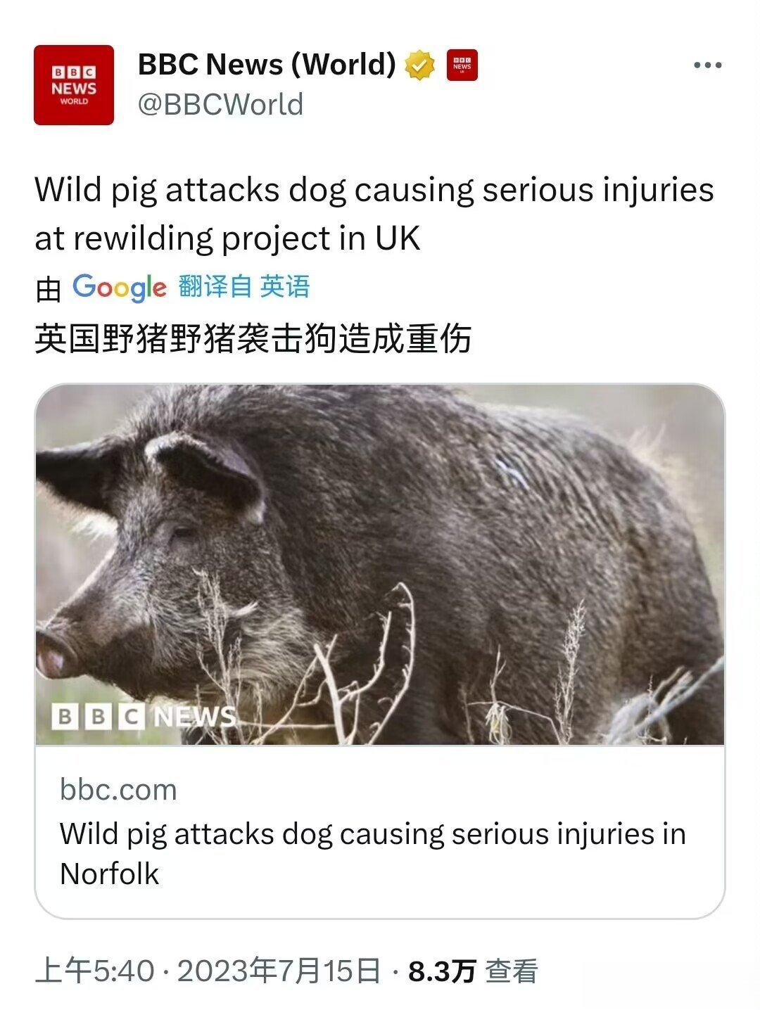 BBC：英国杂交猪袭击了英国狗后造成重伤。据《东方日报》最先报道，庄园里的猪是野