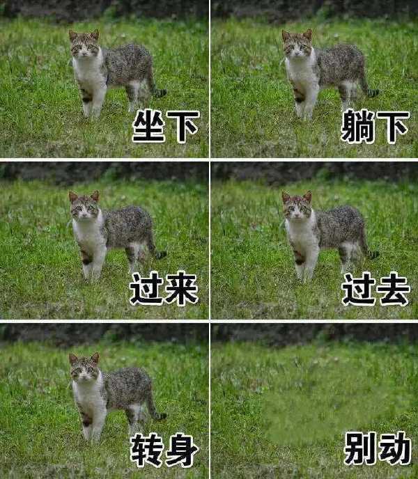 猫大概公用一个灵魂。