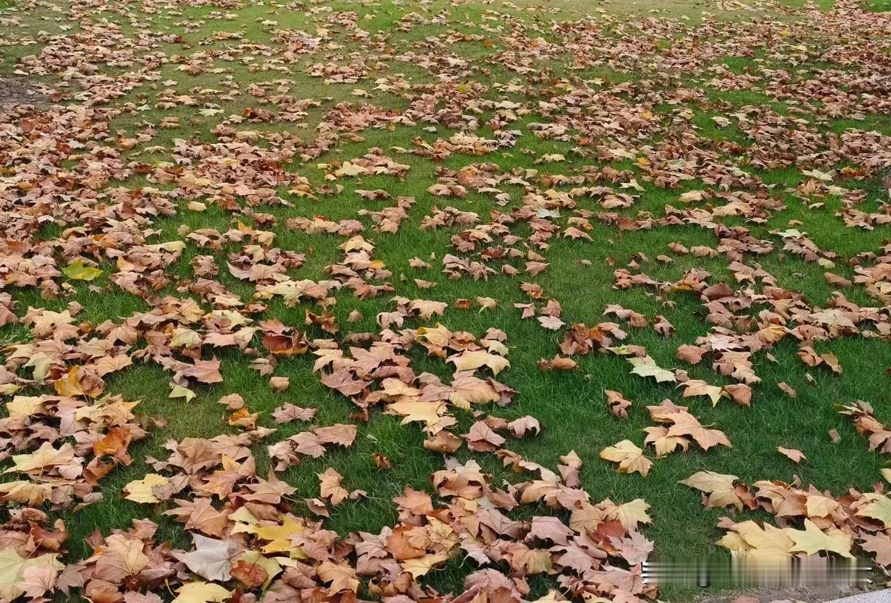 秋意在11月里悠然地甩着尾巴，用季节的笔墨把山山、树树都渲染得那么浓重与繁杂。1
