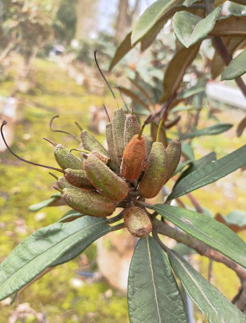 高山杜鹃生长近20年才开花树高几十米种子却比芝麻还小从一粒种子到一棵能开花的成年