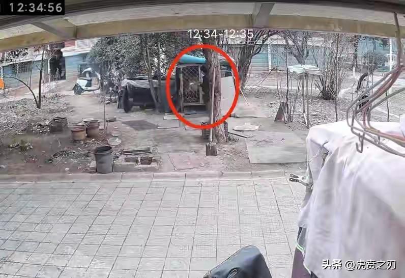 热议/大型犬萨摩耶被烧死，事发江苏连云港市东海县！
两男孩玩火点燃狗笼后狗狗被烧