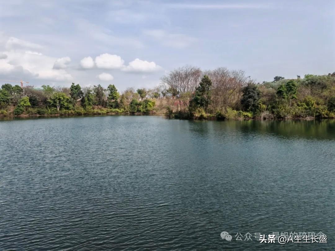 集卡领红包花开烂漫，遍地红花，火红的花海，火红的生活，平静的湖水，生活平平安安！