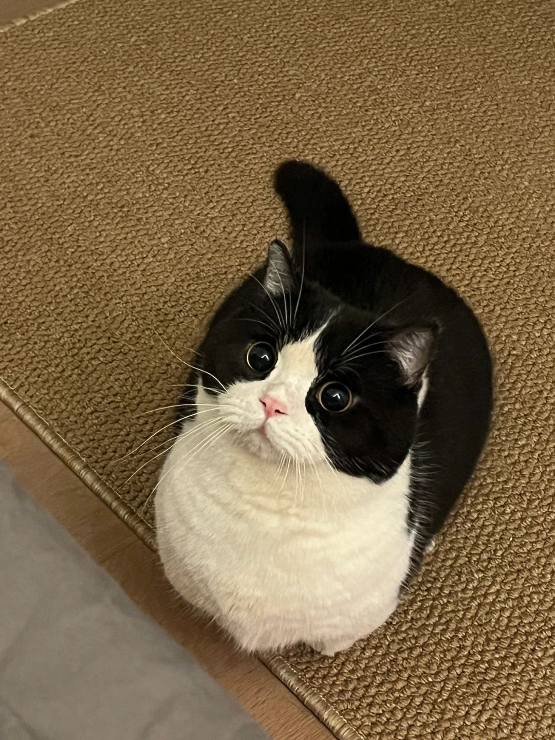 奶牛小猫挂件会动诶！