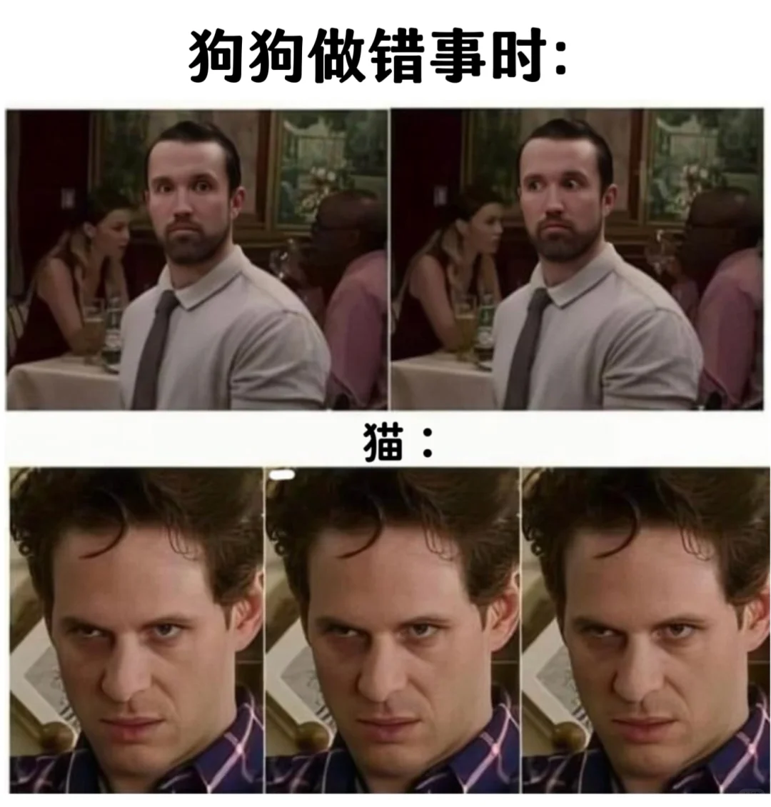 关于小猫咪的梗图🦴