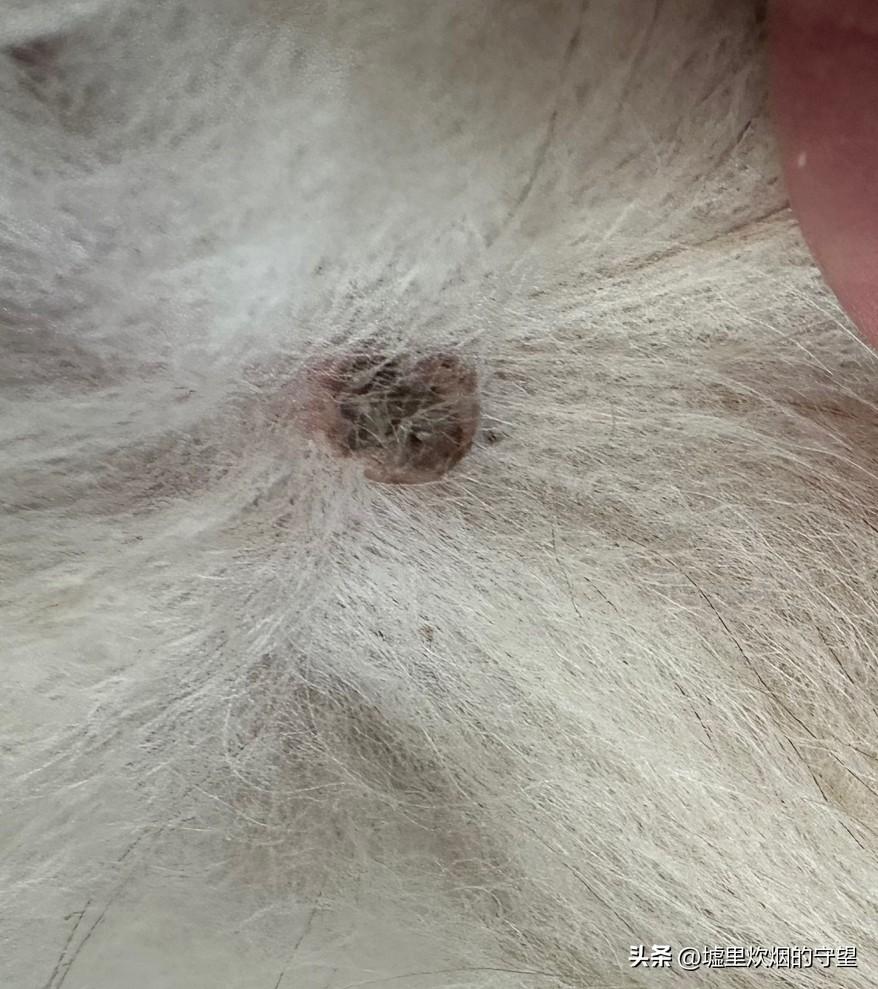 我家小狗今年十八岁

五年前，小狗的尾巴上长了一个不大的小肿块，表皮红肿，周围的