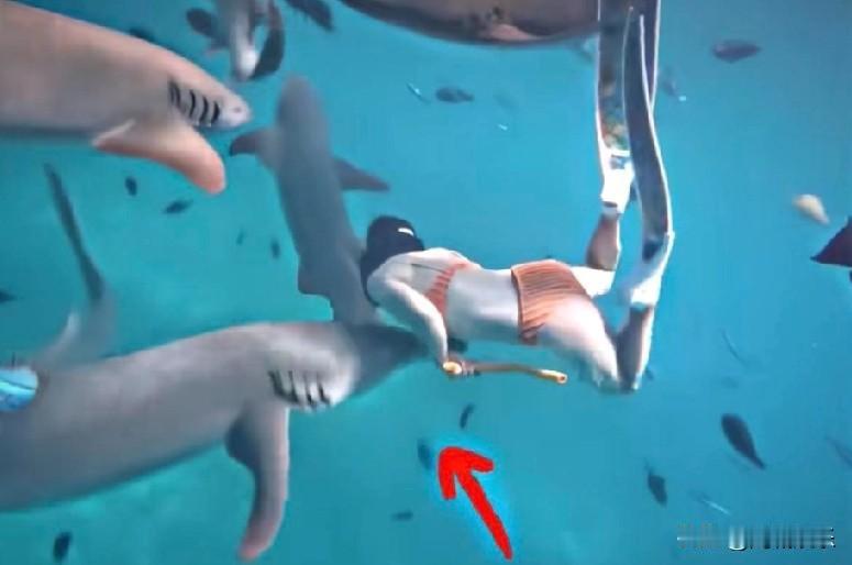 【为拍鲨鱼照被咬伤 网红漠视警告酿大祸】
 
某博主为在马尔代夫拍摄"鲨鱼亲密照