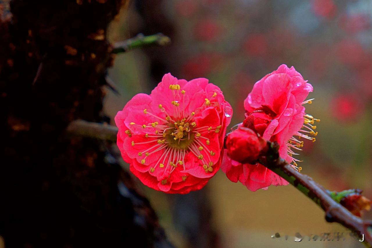 好看的梅花图片梅花报春报春梅花随拍 拍出红梅自然美