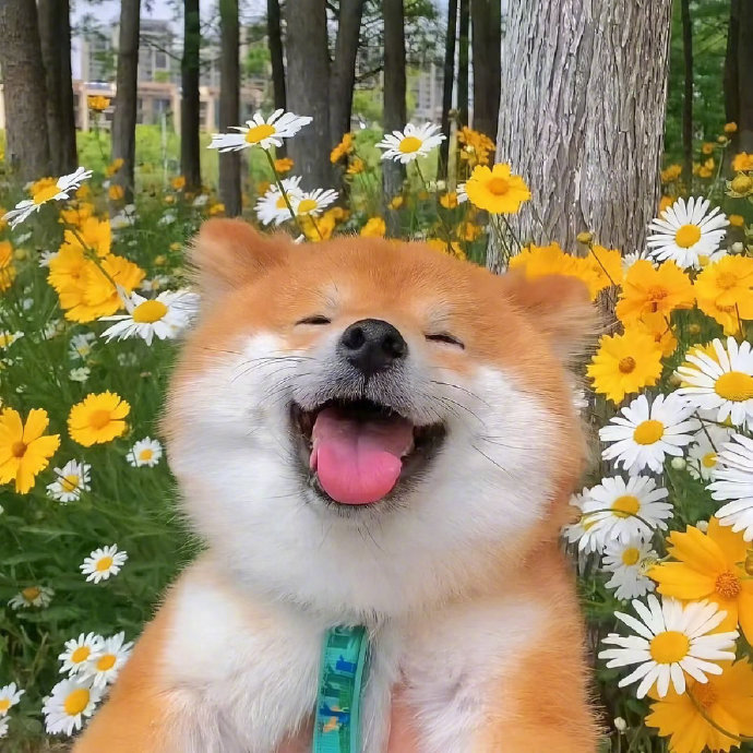 𝗜𝘁’𝘀 𝗼𝗸 ⍤⃝ ᯓ💙       漂亮的一抓一大把      