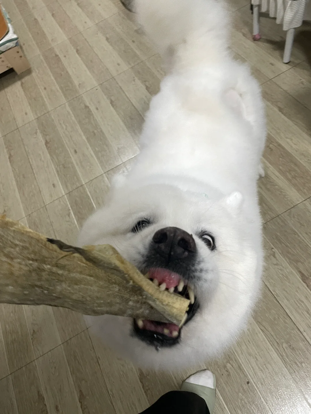 好啊 养狗好啊 狗一点都不面目狰狞 真的