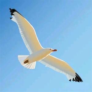 海阔天空观世象