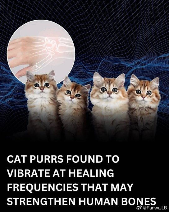 研究证实，猫的呼噜声产生的振动频率在 25 到 150 赫兹之间，可以加速骨骼愈
