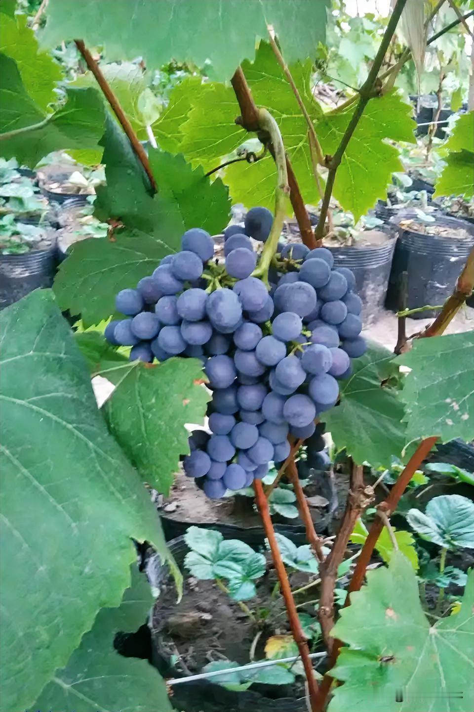 这个品种就是小日本那边过来的阳光玫瑰葡萄🍇。
这是当年的天价葡萄，滋生了一条葡