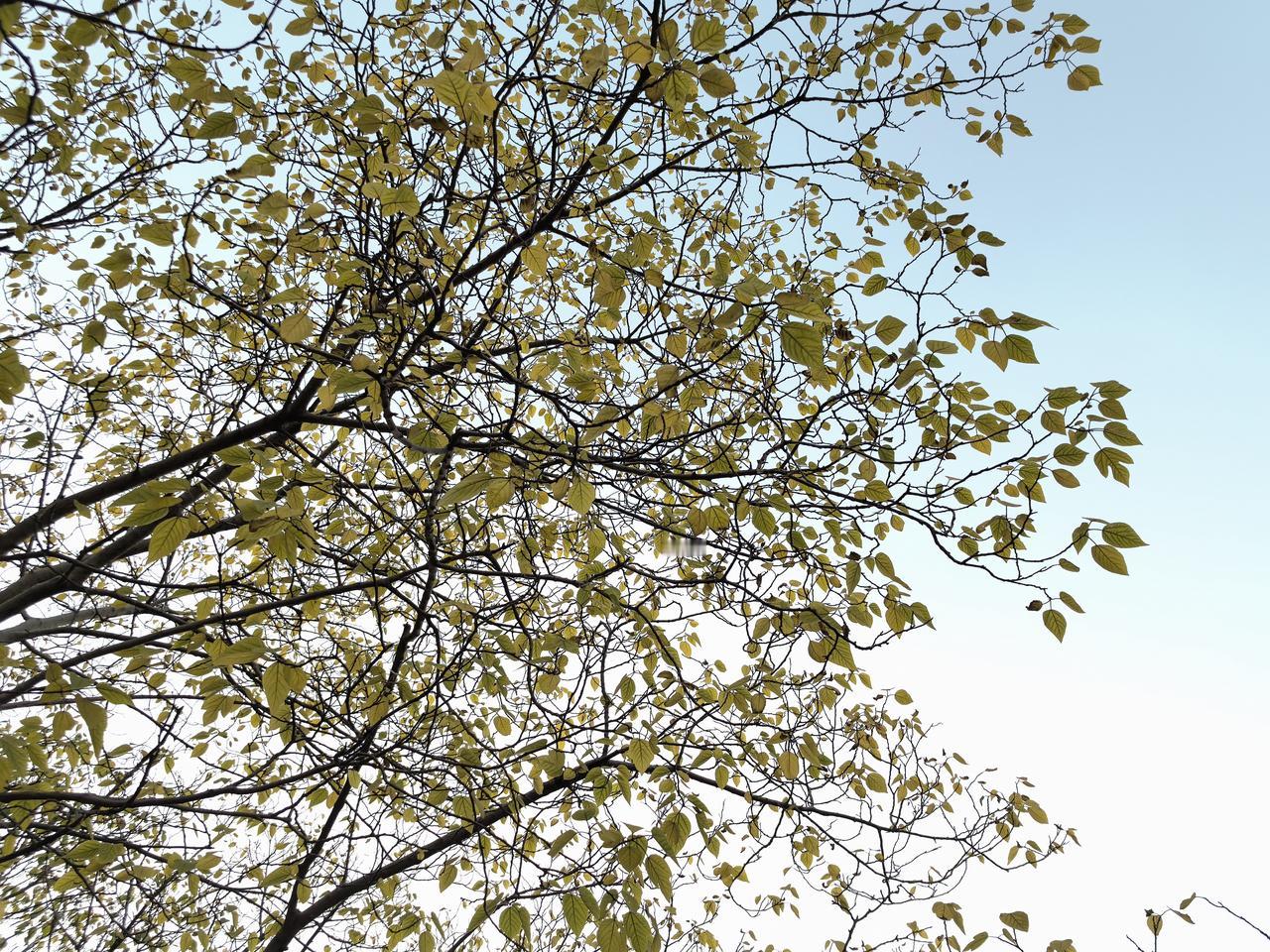 晒图笔记大赛这是小雪时节的湖州，那绚烂的色彩，依然以最耀眼的方式，彰显在每一片叶