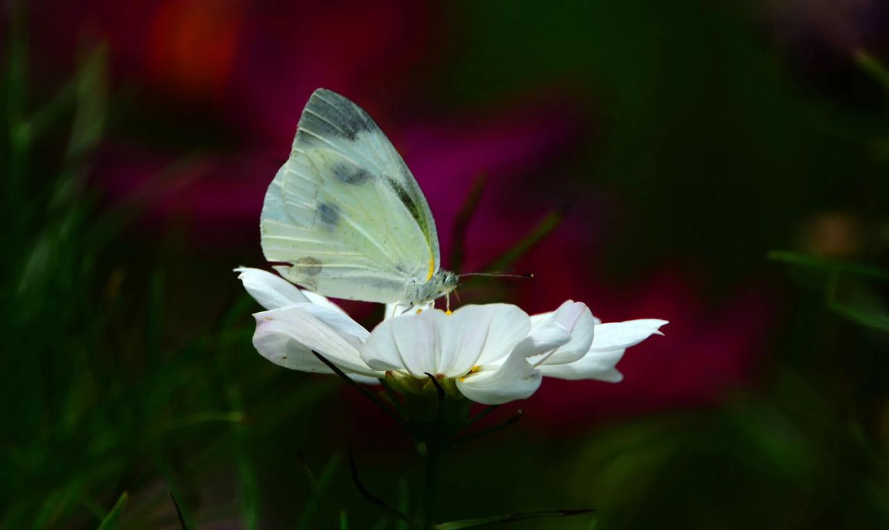 蝶恋花