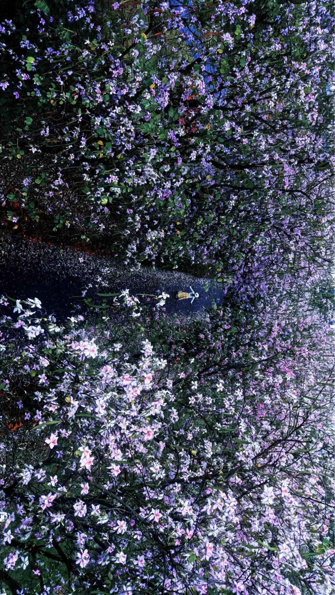 3.1实拍，深圳的春天🌸是粤B蓄谋已久的花路