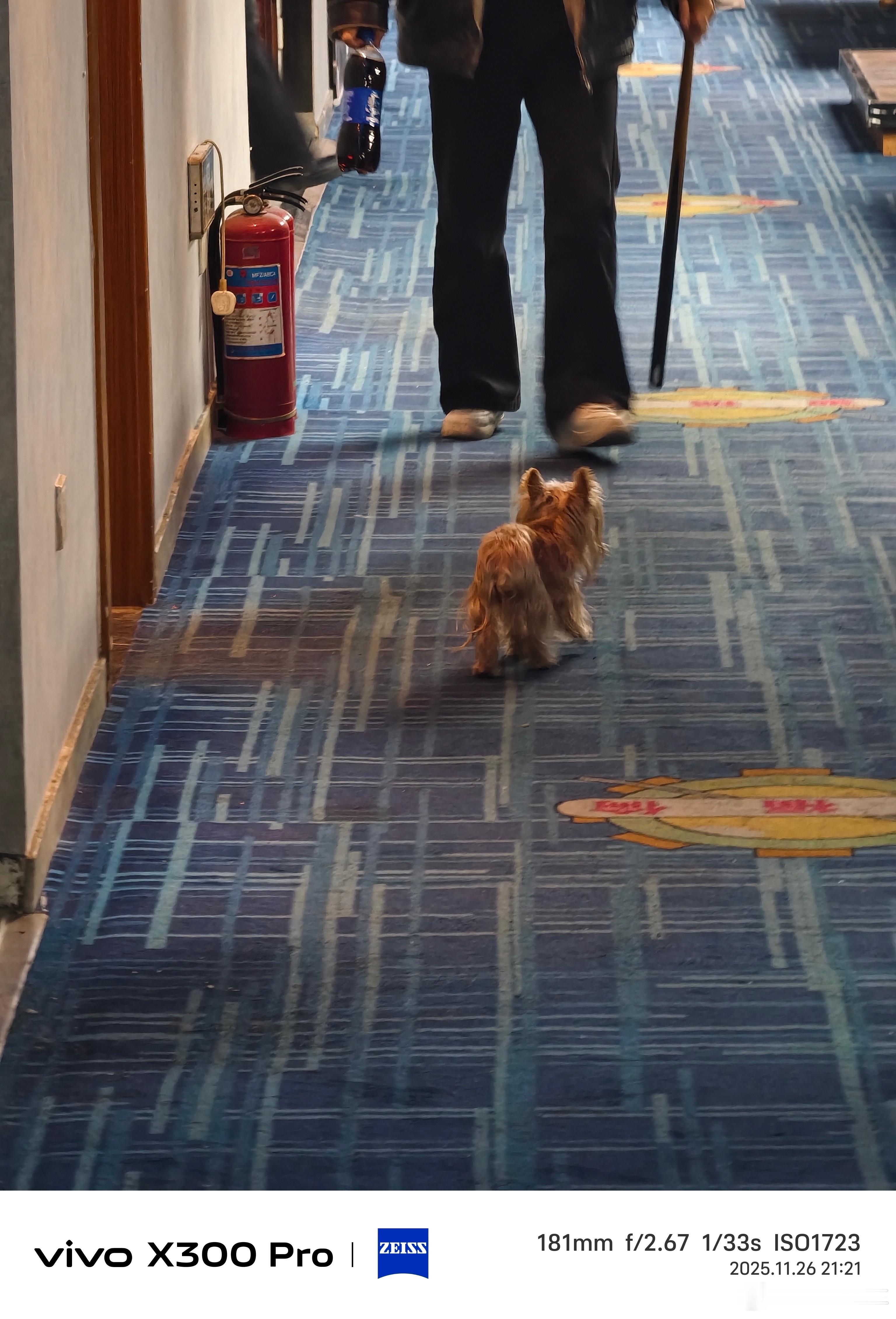 昨晚和我哥们打球 这小鼻嘎真的太可爱了 也真的怕一脚给它踩了 真小啊小鼻嘎日常分