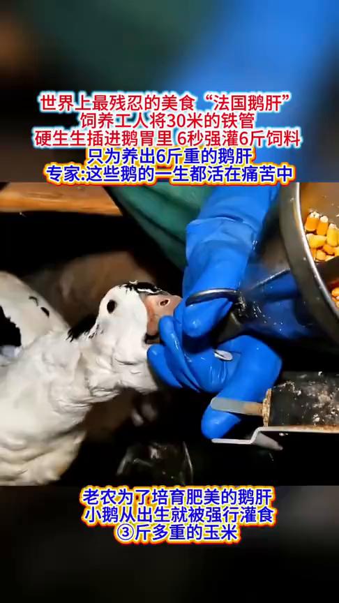 世界上最残忍的美食"法国鹅肝"。
饲养工人将30米的铁管硬生生插进鹅胃里，6秒强