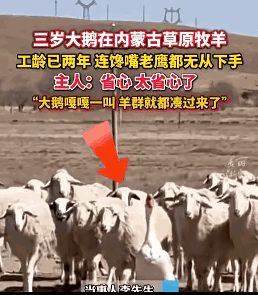 内蒙古这只大鹅才是“生存学霸”！
因和同伴掐架被扔进羊圈，
没成想直接解锁“牧羊