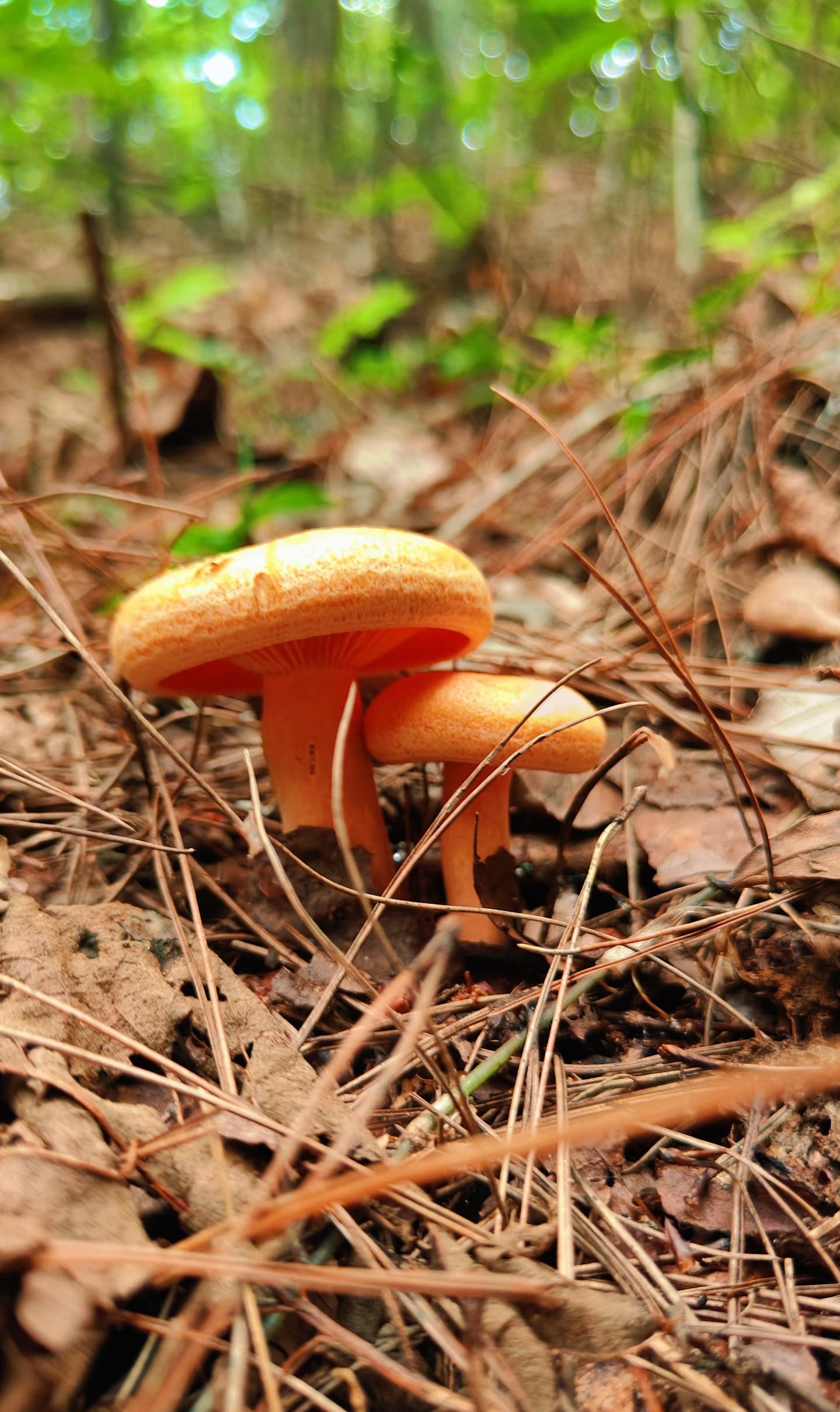 雨后看见草地上的毒蘑菇🍄我好想去松树林里找蘑菇呀～想去捡松乳菇好好吃的超级鲜 