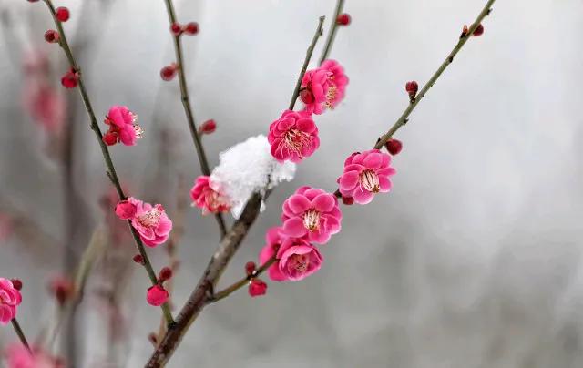 《寒梅傲雪》
冰肌玉骨立霜晨，
独立小园香自珍。
冷眼旁观尘世事，
踏雪傲冰凝香