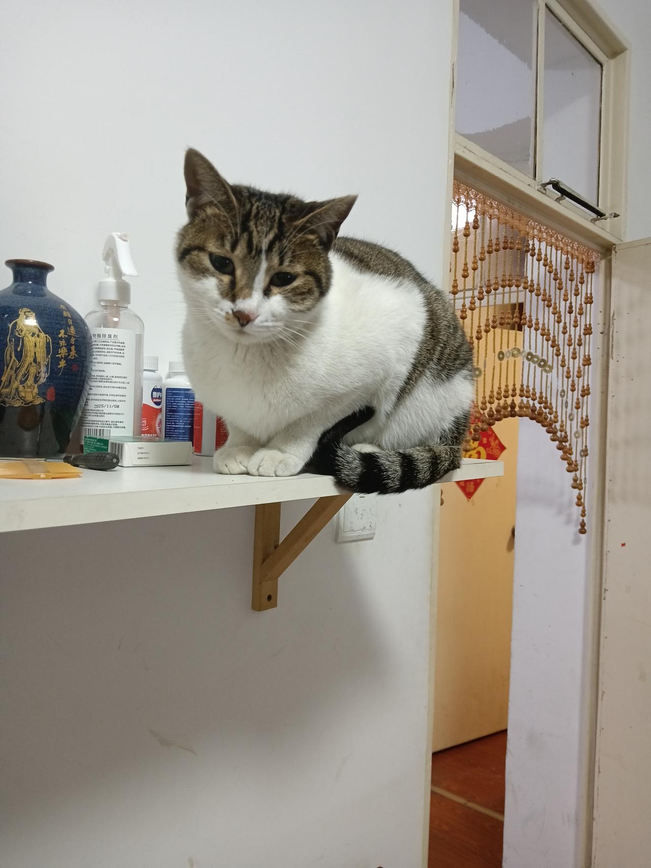 1977年属蛇女，原来养猫，是在补我自己的命
 
我是1977年的蛇女，
年轻时