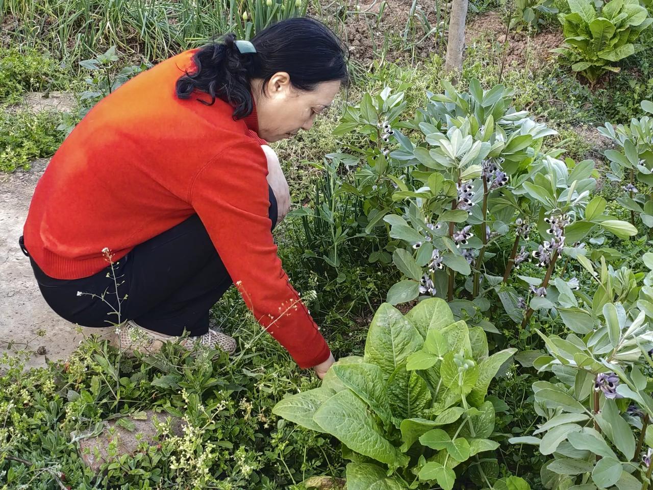 春在田埂

       杜老师的红毛衣，在一片绿里格外扎眼。
       她