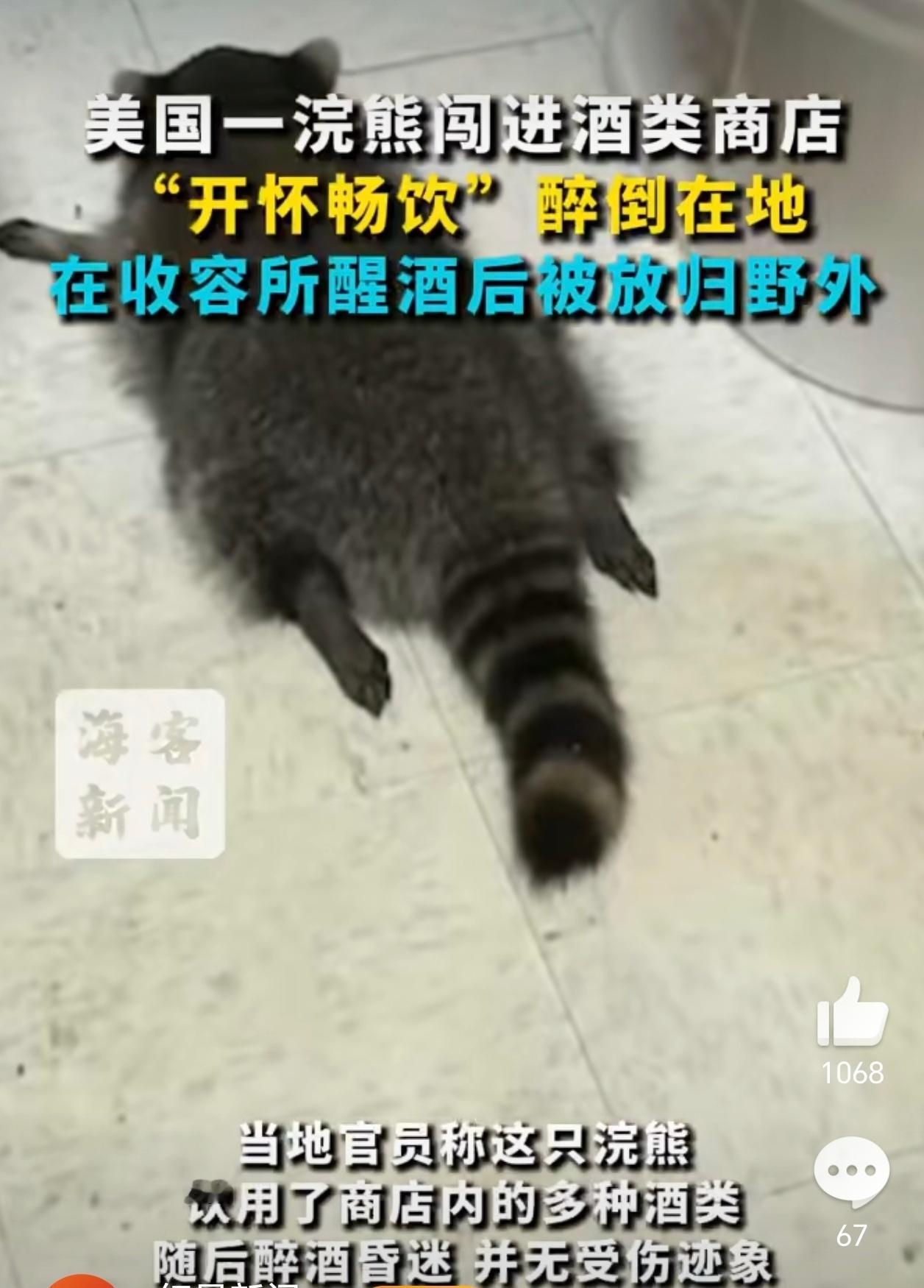 小浣熊偷喝商店烈酒醉倒在厕所 这小家伙竟然喝烈酒，还喝了好几瓶，一看就是老酒蒙子