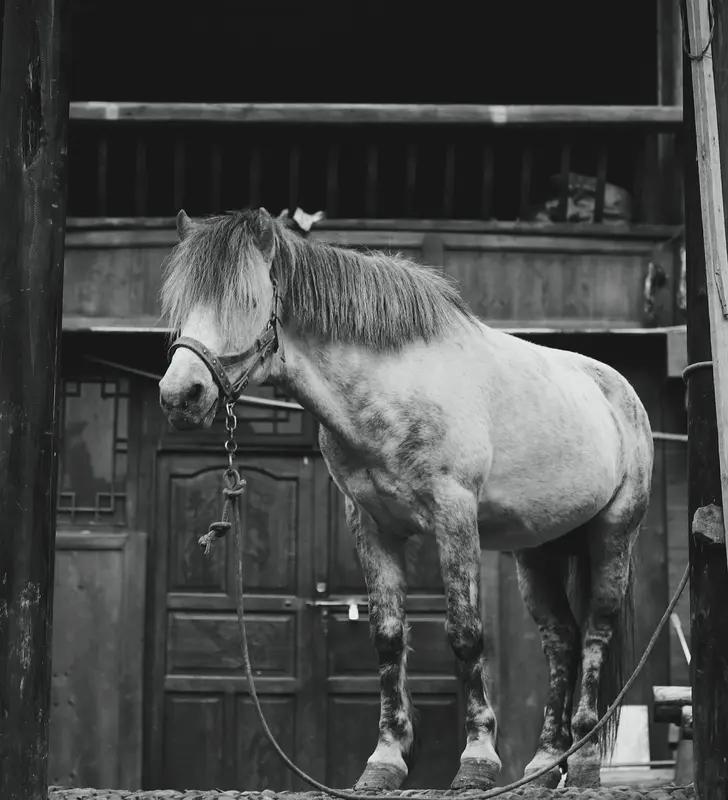 尼采发疯前一天，在都灵街头看到一个马夫在抽打一匹匹老马。

他冲上去，

抱住马