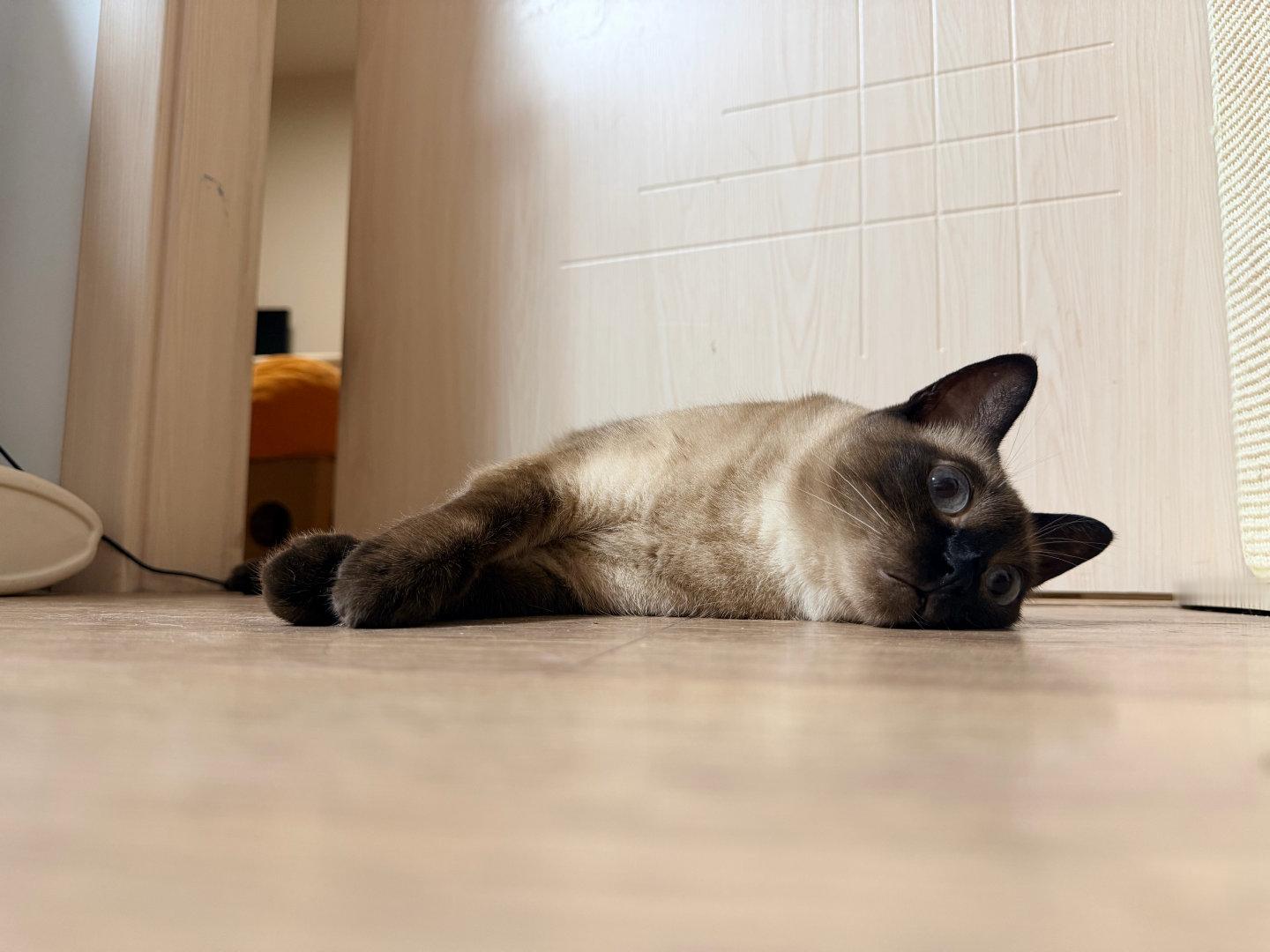 每日一蒙人类看到猫热得躺在地上也不肯开空调？？ 