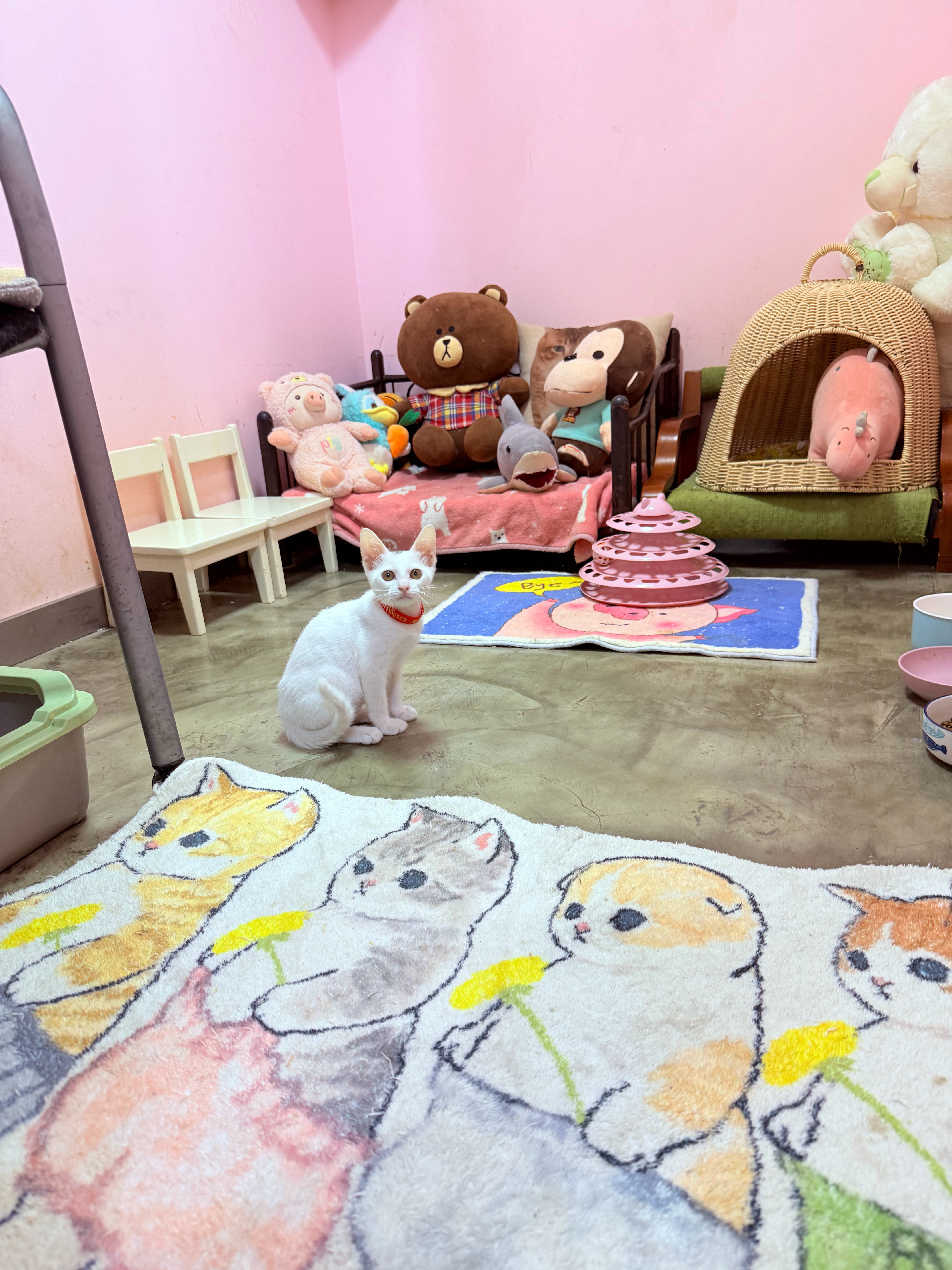 3月18日出生 ，弟弟和妹妹 性格好健康活泼 颜值高 丽娟的孩子，我可以证明，和