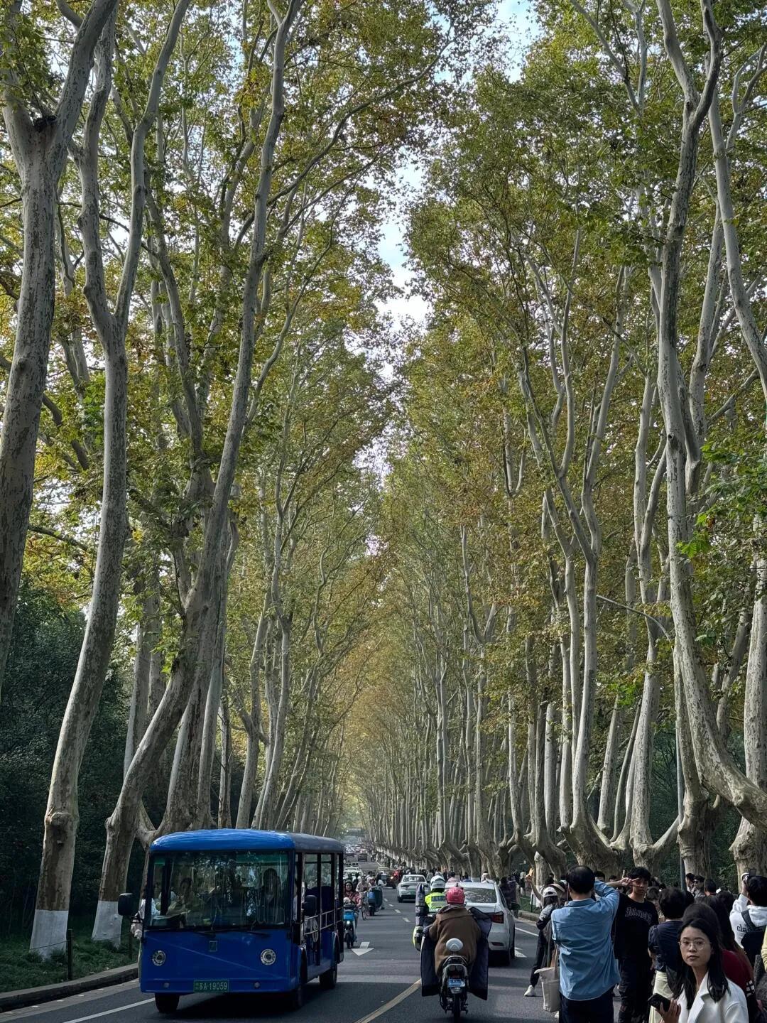 密密麻麻全是人！
南京旅游是不是没有淡季啊
金陵的秋天是很美
但是现在梧桐大道树