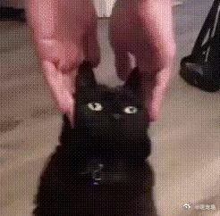 自存黑猫奶牛猫智商低图片 