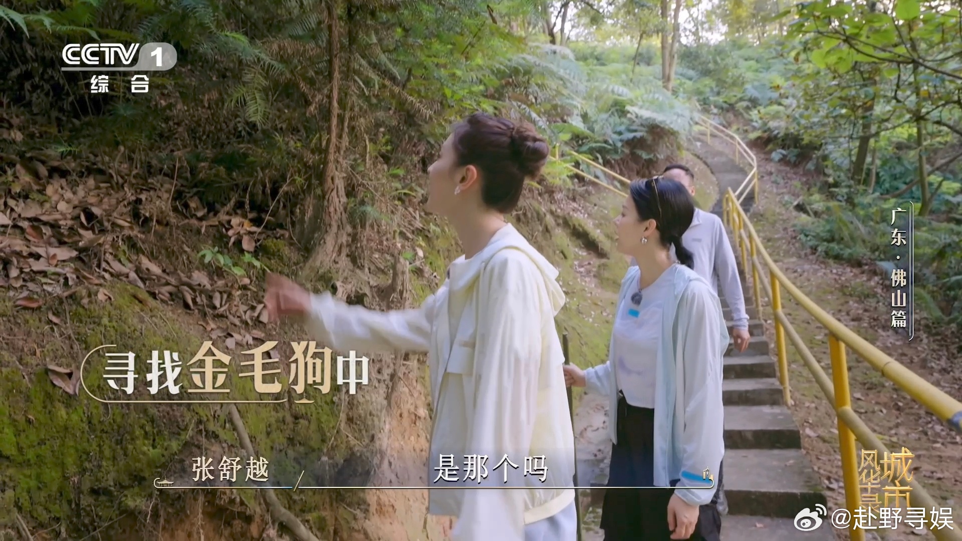 金毛狗是一种植物佛山在荒山种1000多万株树刷新认知！名为金毛狗实则蕨类，佛山大