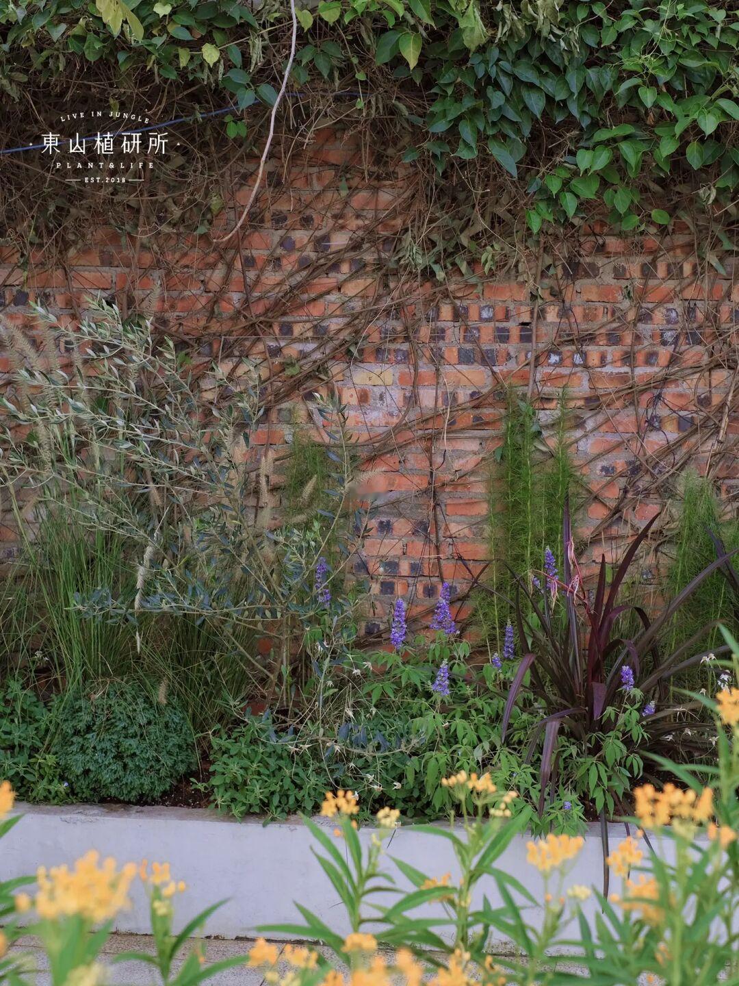 室外花槽🌿扛得住广东天气的植物