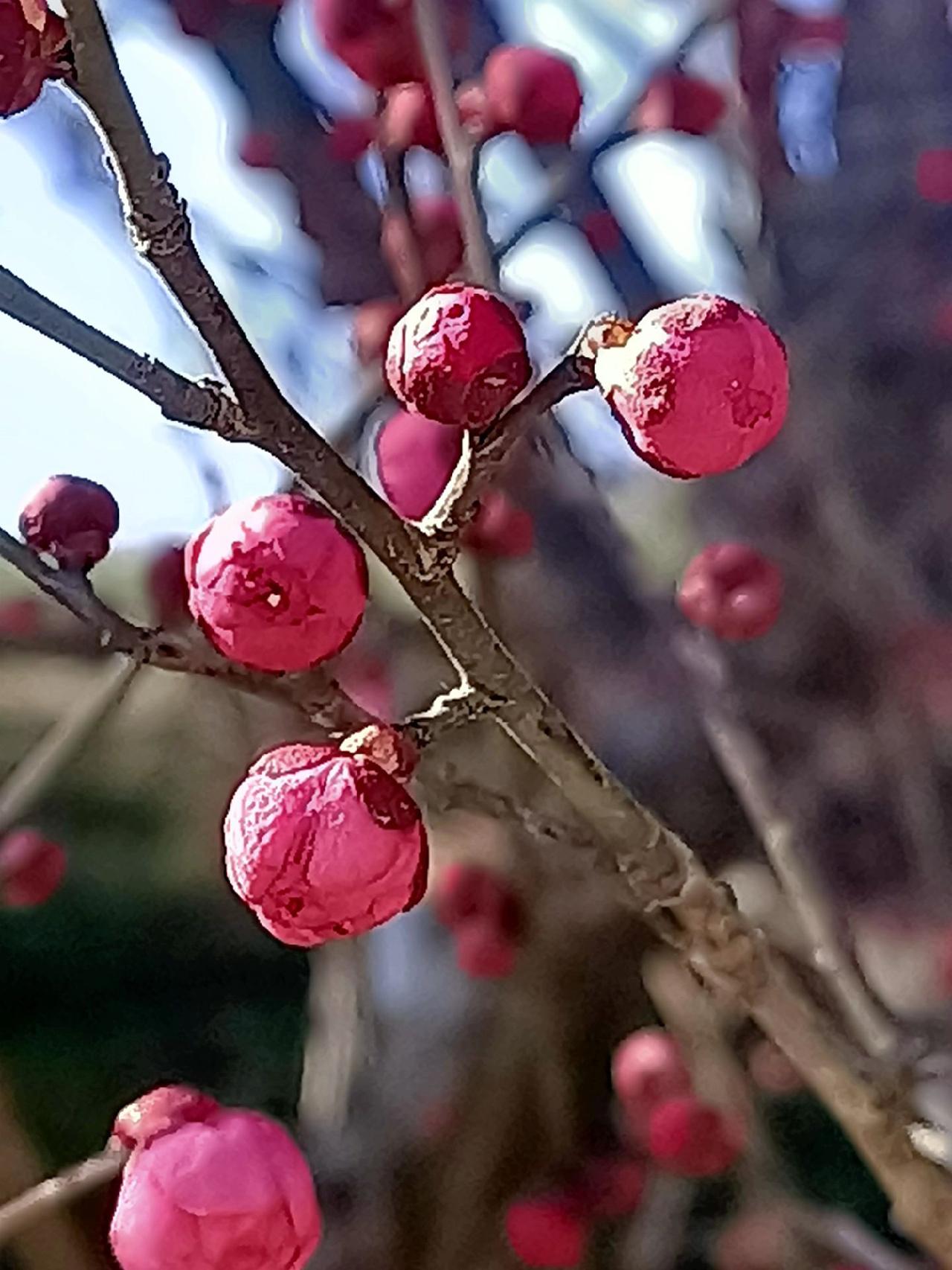 红梅花开