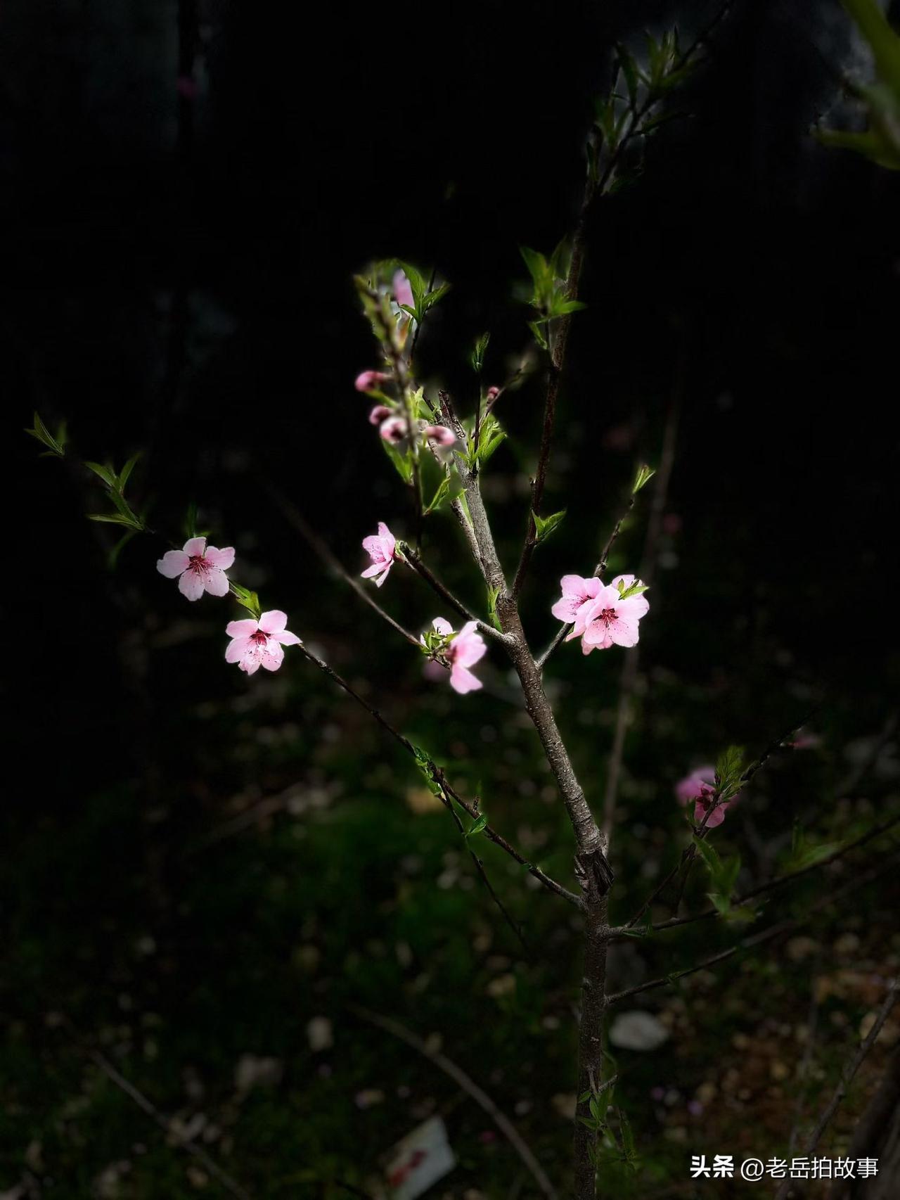人面桃花，是一个人们常说的词语组合，一说到桃花必联想到美人儿！一形容美人儿的娇媚