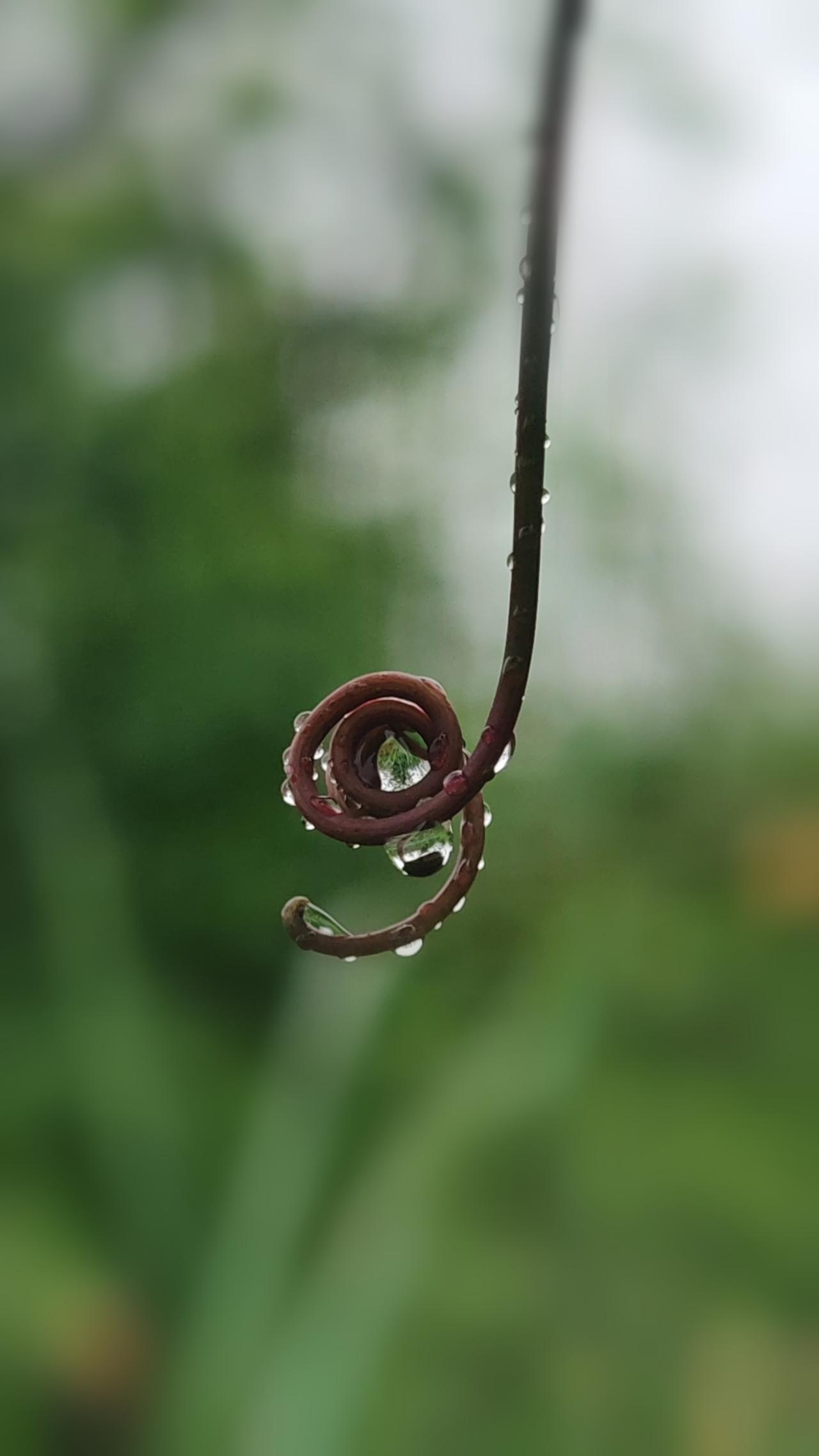露珠轻滴，翠叶生辉。