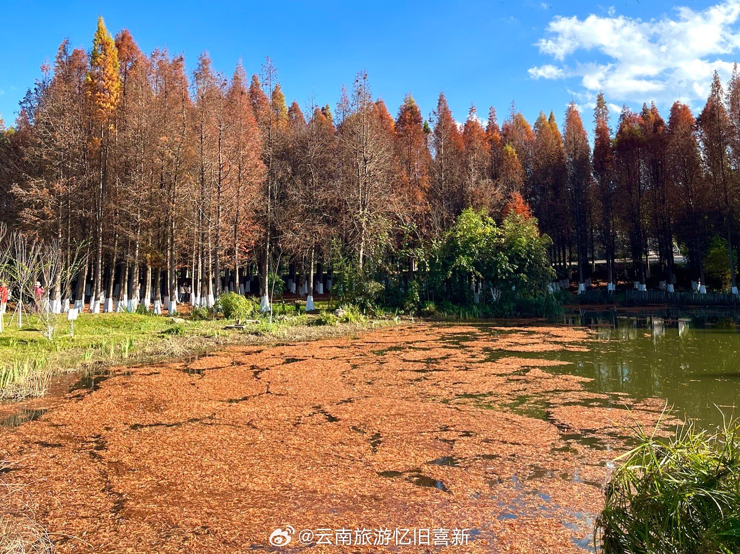 今天是周六，天气好得不要不要的，怎么能不去海洪湿地散散步呢，晒着明媚温暖的阳光太