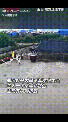 “太好笑了！”黑龙江一大爷早上去放大鹅，大爷一打开鹅圈门，一群大鹅立马扑扇着翅膀